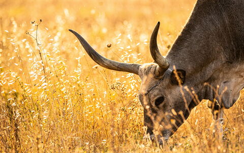 Your Essential Travel Guide to Maremma