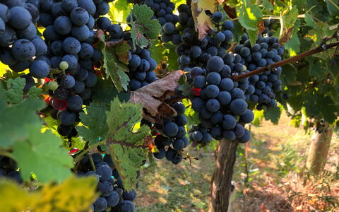 Chianti Travel Guide: Everything You Need to Know About The Land Of Vineyards