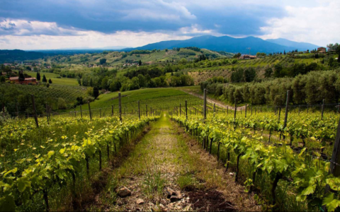 Wijngaard Fubbiano - Lucca: panoramisch uitzicht