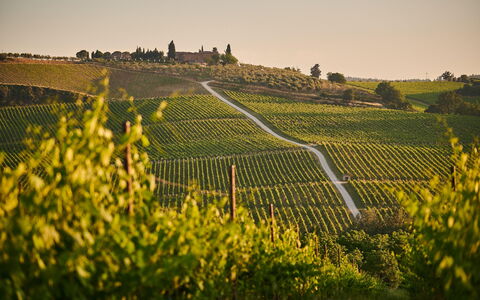 chianti-vineyards.jpg